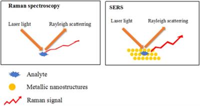 Detection of Foodborne Pathogens by Surface Enhanced Raman Spectroscopy